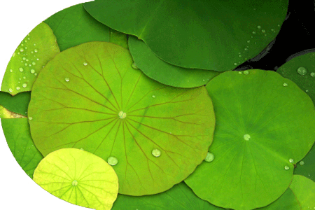 Contact Landscapers Sydney Design Quote