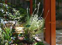 english style cottage courtyard inner west