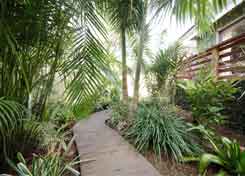 Tropical walkway Northern Beaches